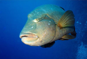 Napoleon am Elphinstone Reef - Red Sea 1999